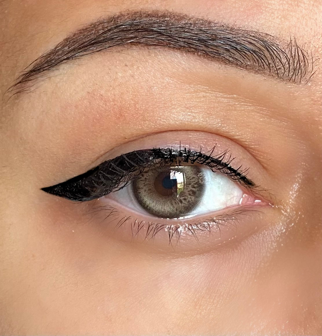 Tiger - Lentilles annuelles
